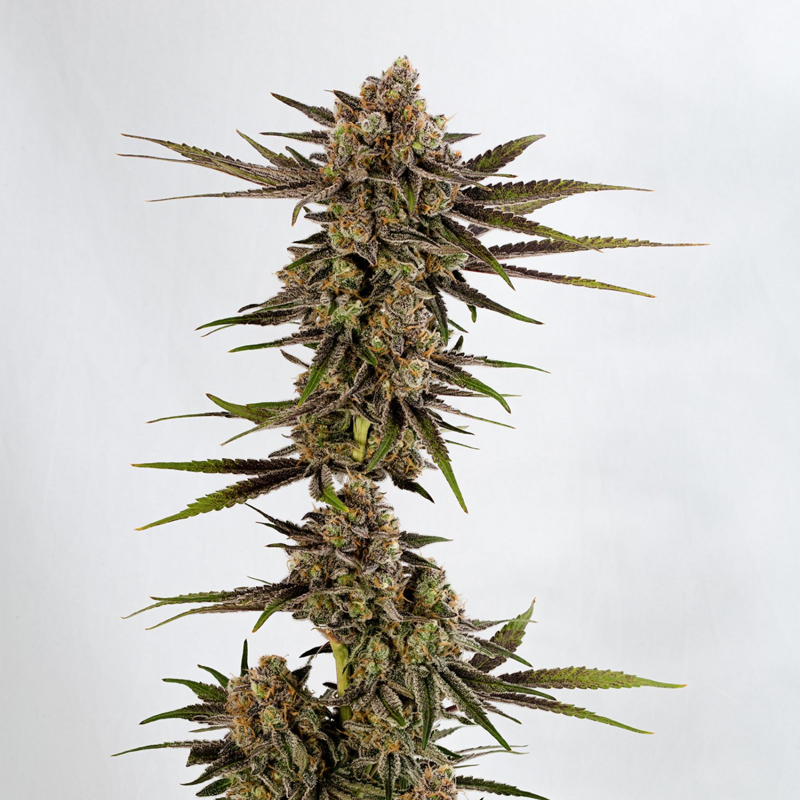 Super Silver Blue Magoo Leafly